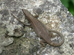 Algyroides nigropunctatus