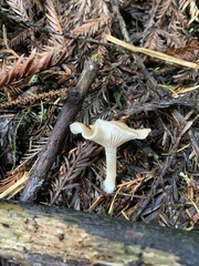 Clitocybe