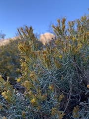 Ericameria paniculata