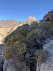 Ericameria paniculata