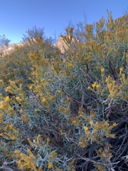 Ericameria paniculata