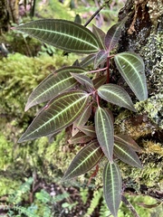 Miconia calvescens