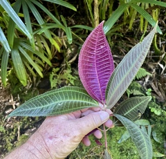 Miconia calvescens