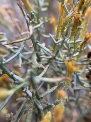 Ericameria paniculata