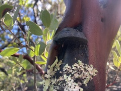 Phellinus arctostaphyli