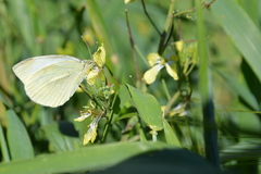 Pieris rapae rapae