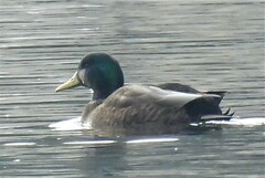 Anas rubripes × platyrhynchos