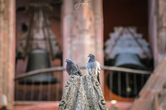 Columba livia domestica