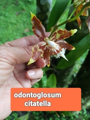 Oncidium