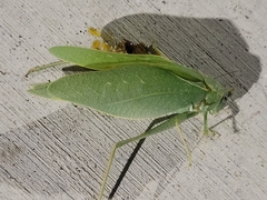 Microcentrum rhombifolium
