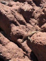 Sceloporus hunsakeri