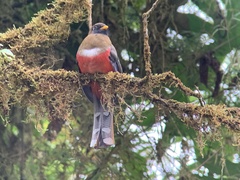 Trogon personatus