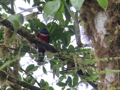 Trogon personatus