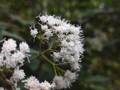 Ageratina ligustrina