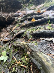Mycena atroalboides