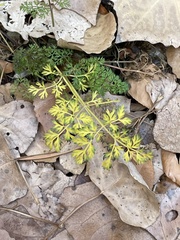 Scandiceae