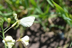 Pieris rapae rapae