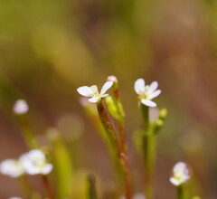 Stylidium despectum