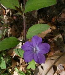 Ruellia squarrosa