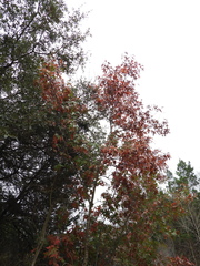 Quercus buckleyi
