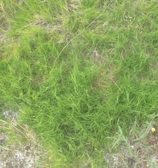 Distichlis distichophylla