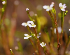 Stylidium despectum
