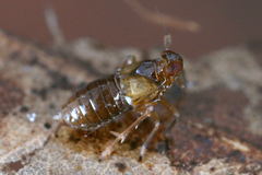 Pissonotus piceus