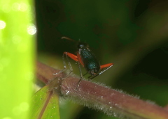 Neocollyris