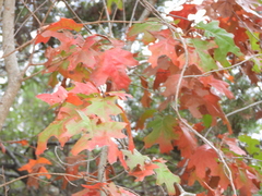 Quercus buckleyi