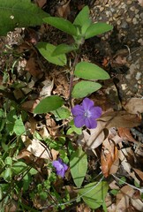 Ruellia squarrosa