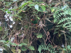 Chlorornis riefferii