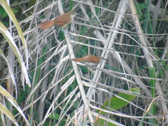 Certhiaxis cinnamomeus