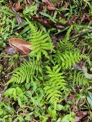 Coryphopteris castanea