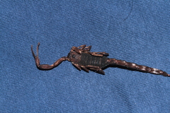 Tityus obscurus