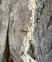 Itoplectis conquisitor