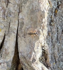 Itoplectis conquisitor