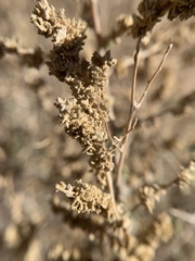 Atriplex polycarpa