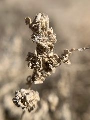 Atriplex polycarpa