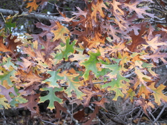 Quercus buckleyi