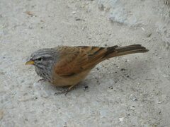 Emberiza sahari