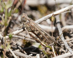 Chortoicetes terminifera