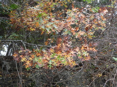 Quercus buckleyi