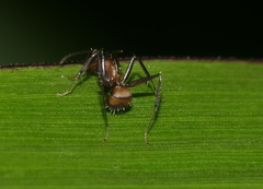 Camponotus nicobarensis