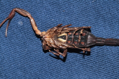 Tityus obscurus