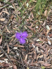 Thysanotus tuberosus
