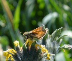 Atalopedes campestris huron