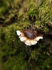 Heterobasidion annosum
