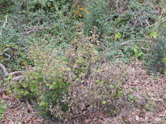 Verbesina virginica