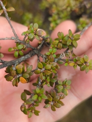 Leptospermum scoparium