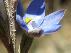 Thelymitra media